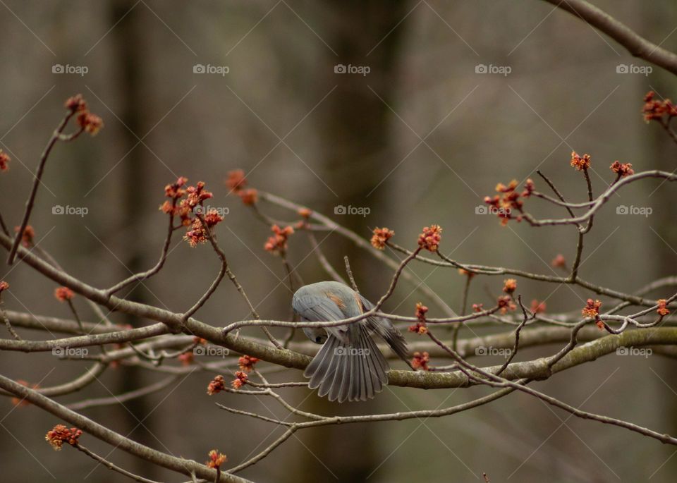 Tufted Titmouse fanning it’s tail