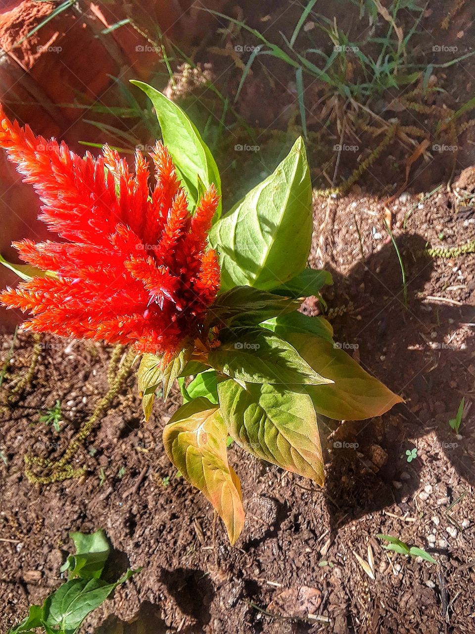 Flower in late spring
