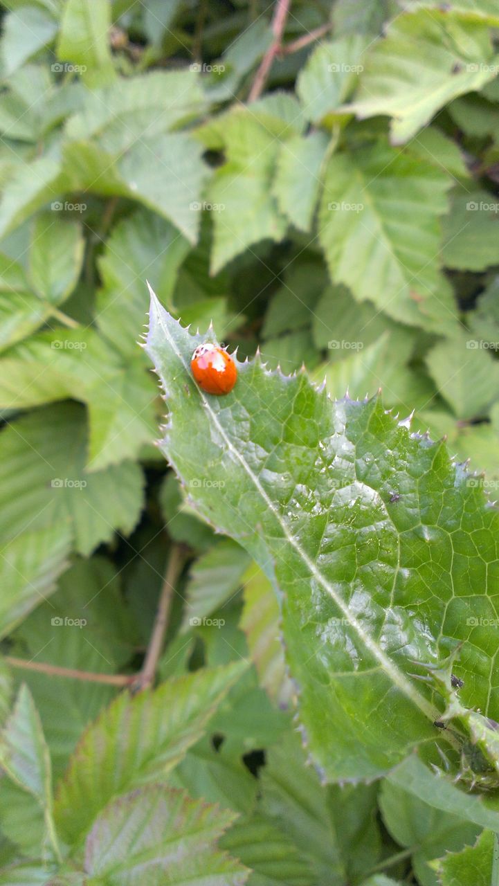 Ladybug. a ladybug on the tip of a leaf