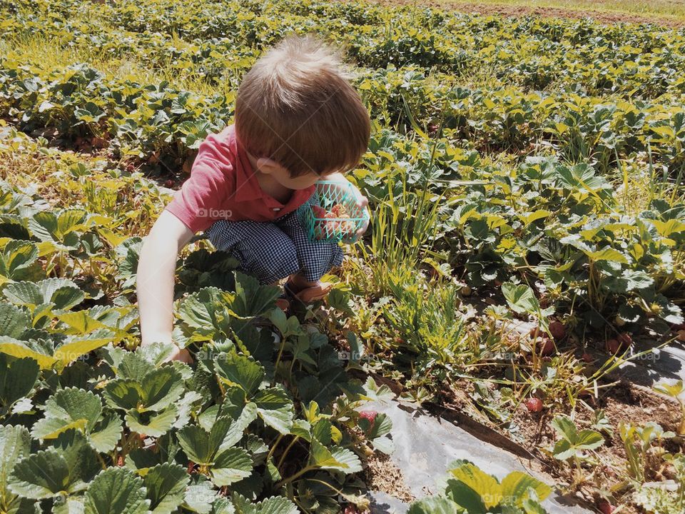 Boy Picking up Strawberries