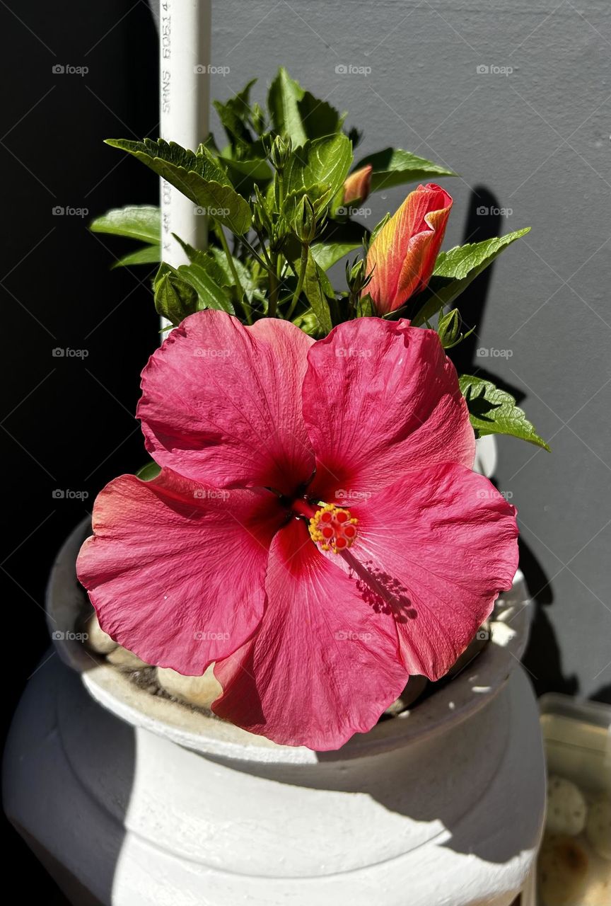 Pretty Hibiscus in bloom