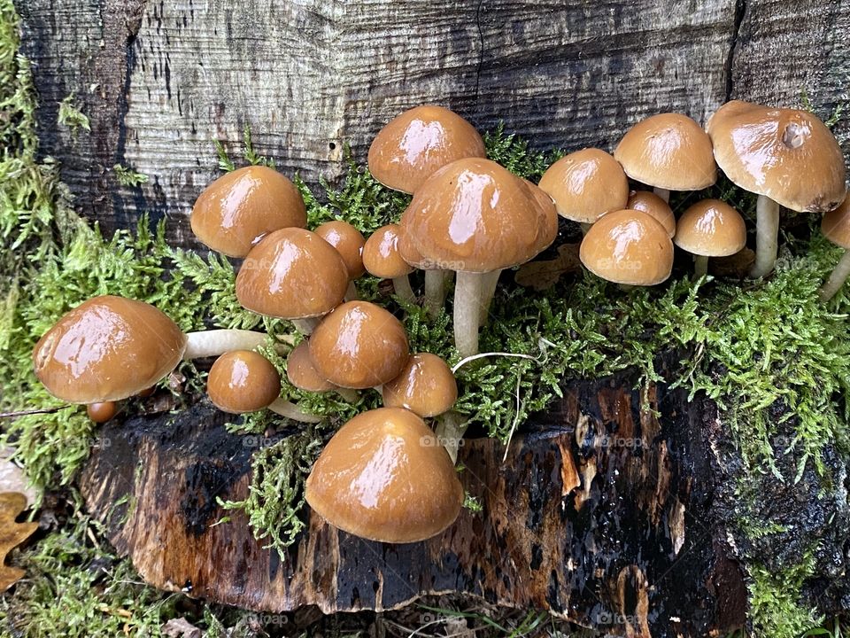 Brown toadstools at a tree trunk