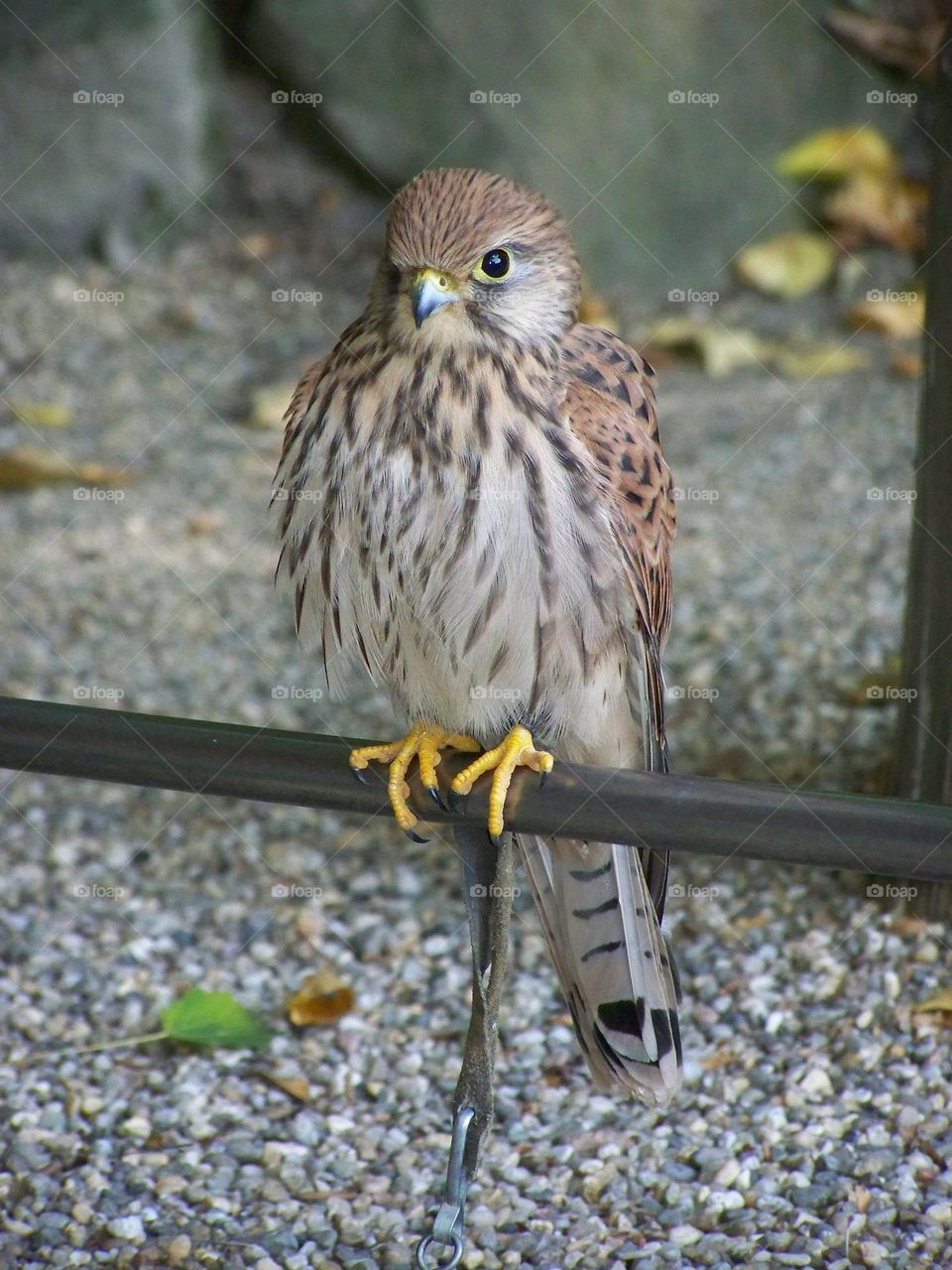 Cute common Kestrel in natural reserve, Poland