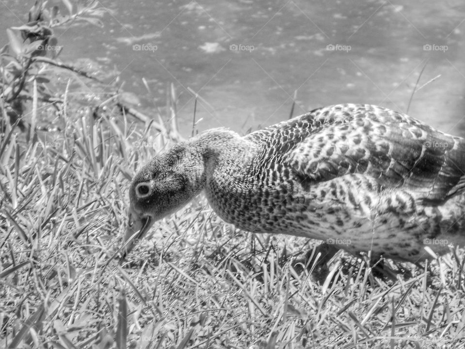 A black and white photo of a duck looking for food in the grass at Lake Lily Park.