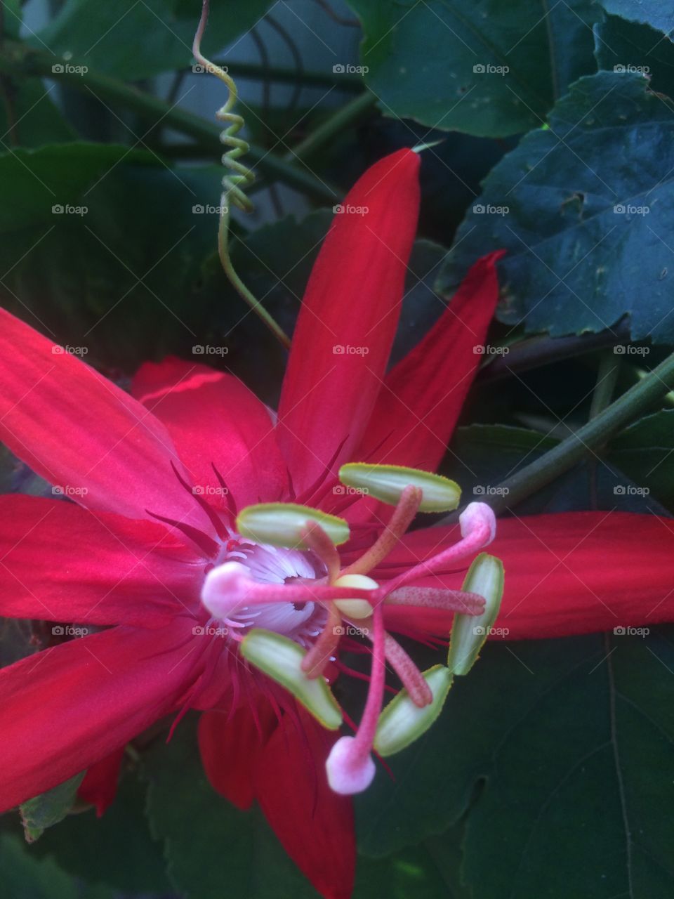 Scarlet Passion flower

