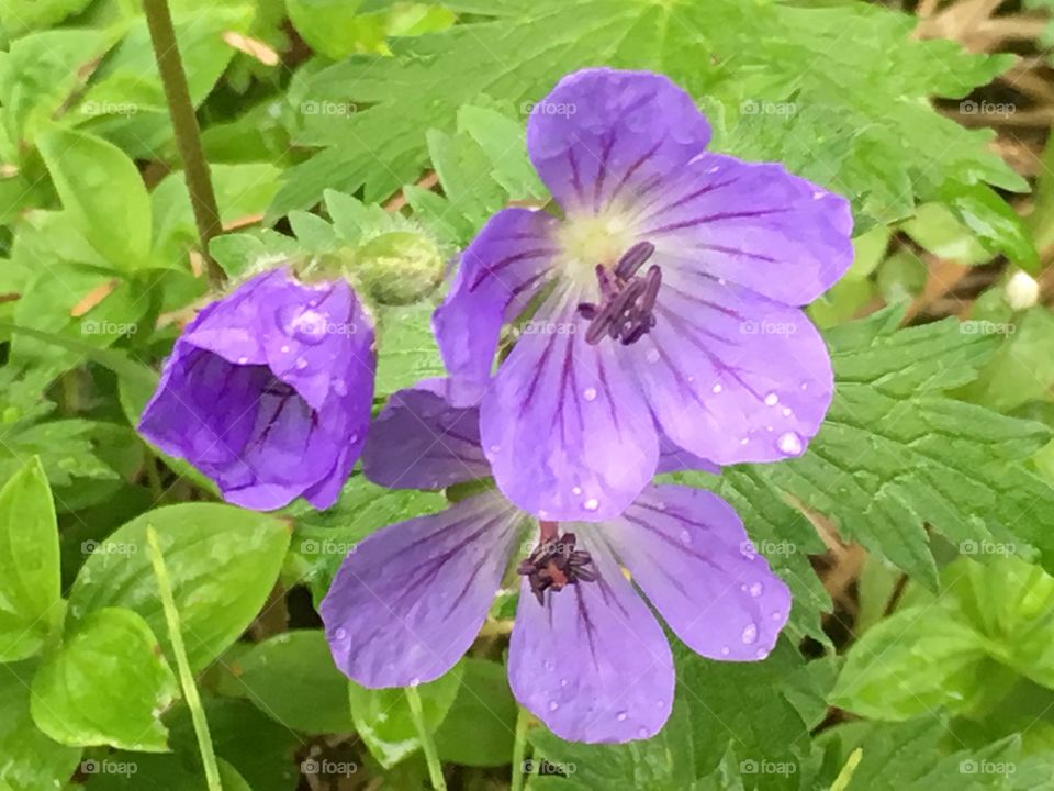 Wild Geranium, Cranesbill, Kodiak, Alaska 