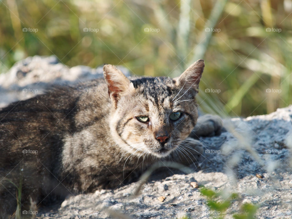 Tiger cat