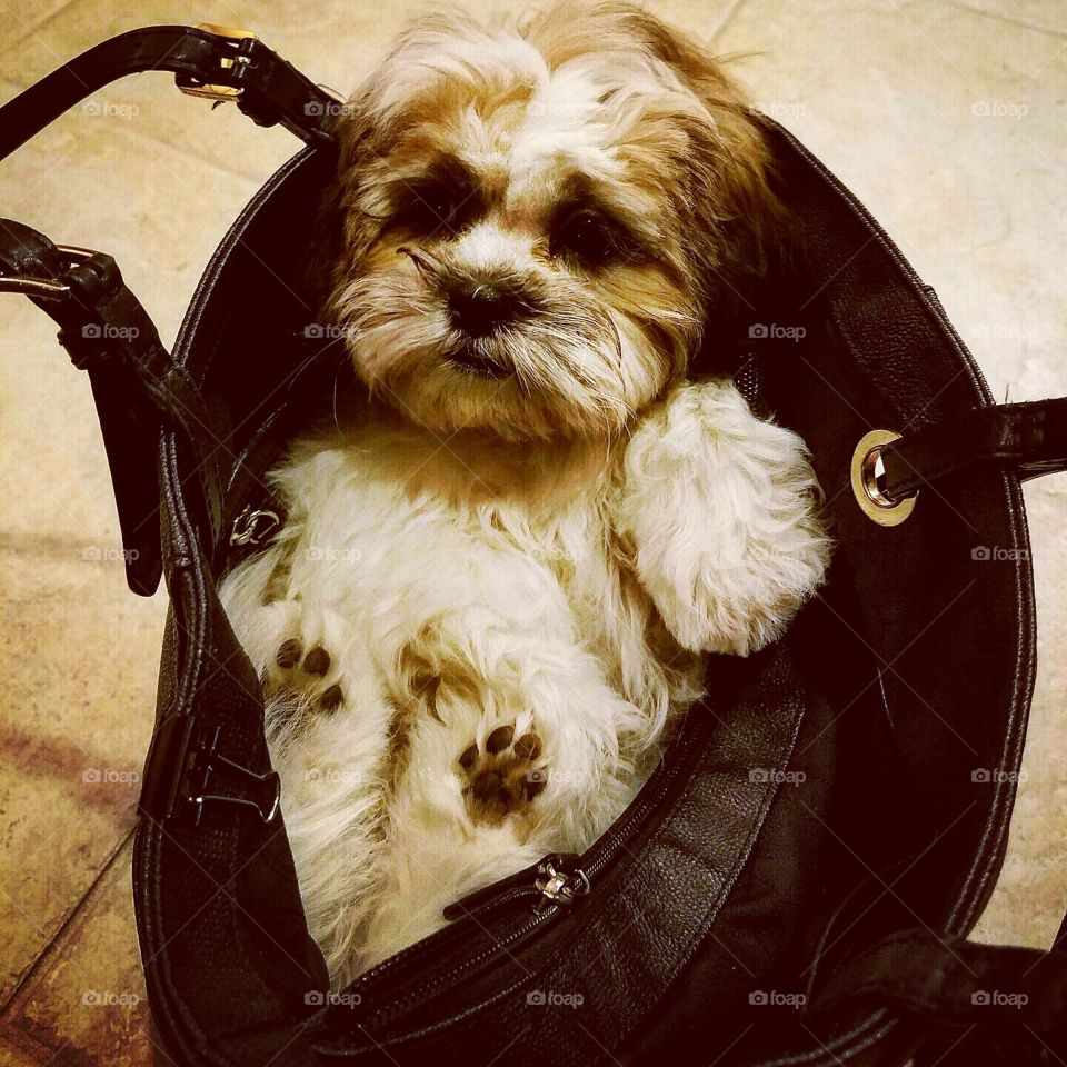 Puppy in a purse