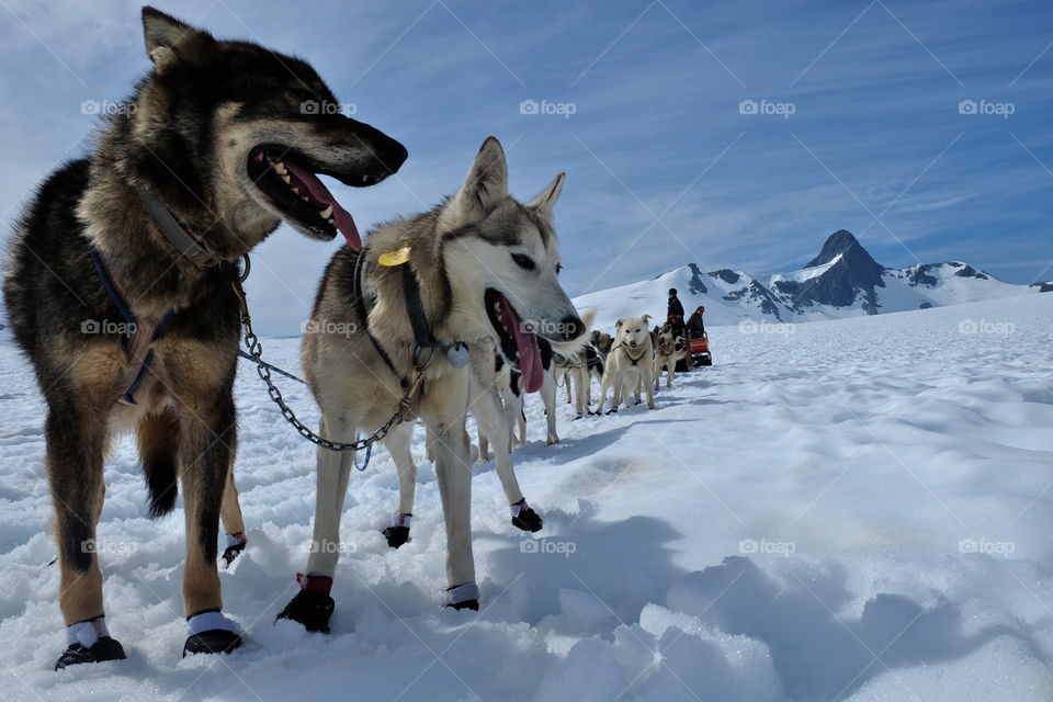 Glacier exploring by dog sled
