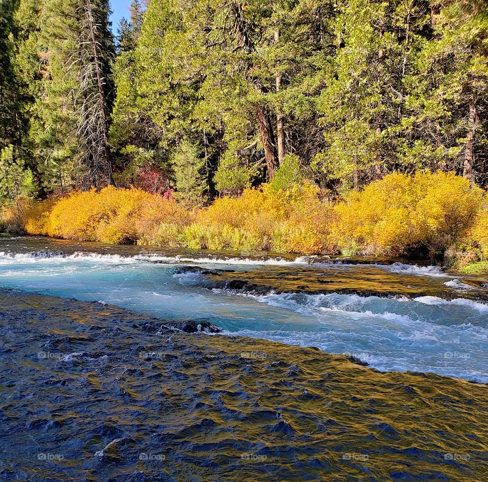 Stunning fall colors on the riverbanks of the turquoise waters of the Metolius River at Wizard Falls in Central Oregon on a sunny autumn morning. 