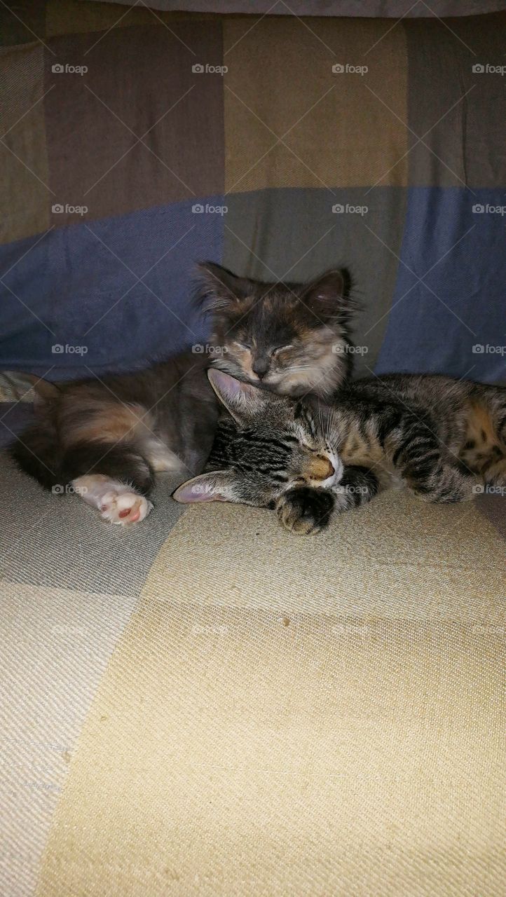 two kittens sleeping
