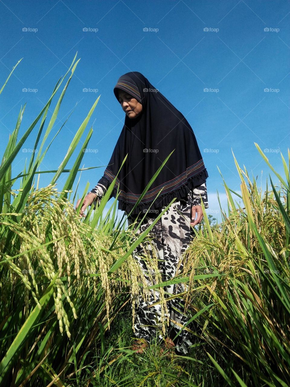 Farmers are checking rice plants to prevent them from being eaten by bird pests.