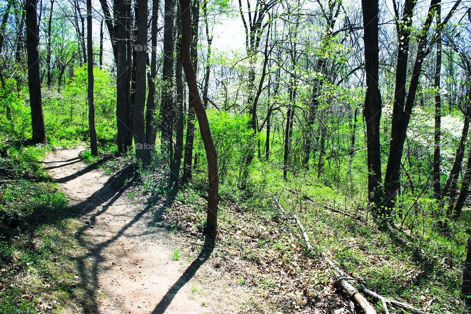 Path through the woods for hiking and mountain biking