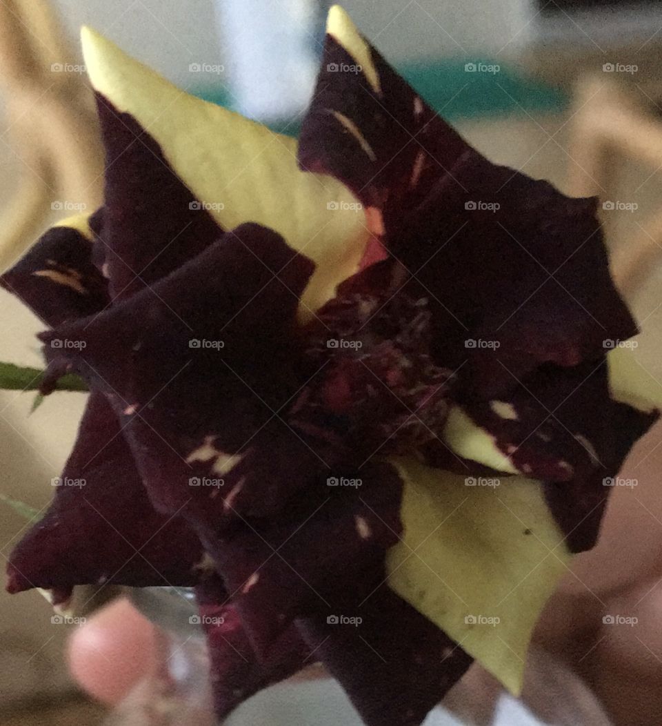 dark red and yellow rose