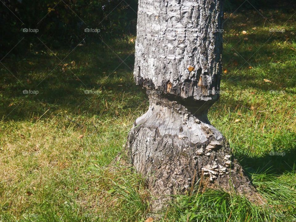 Beaver Tree