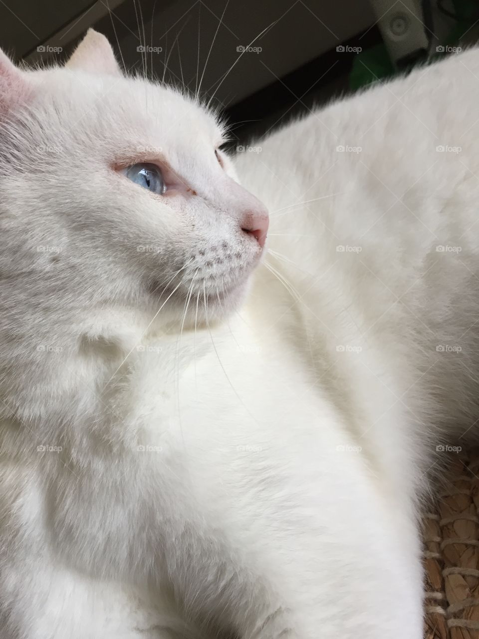 White cat