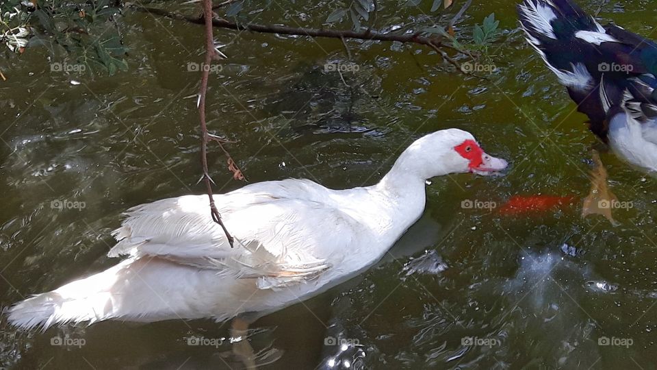 White duck in Cagliari, Italy