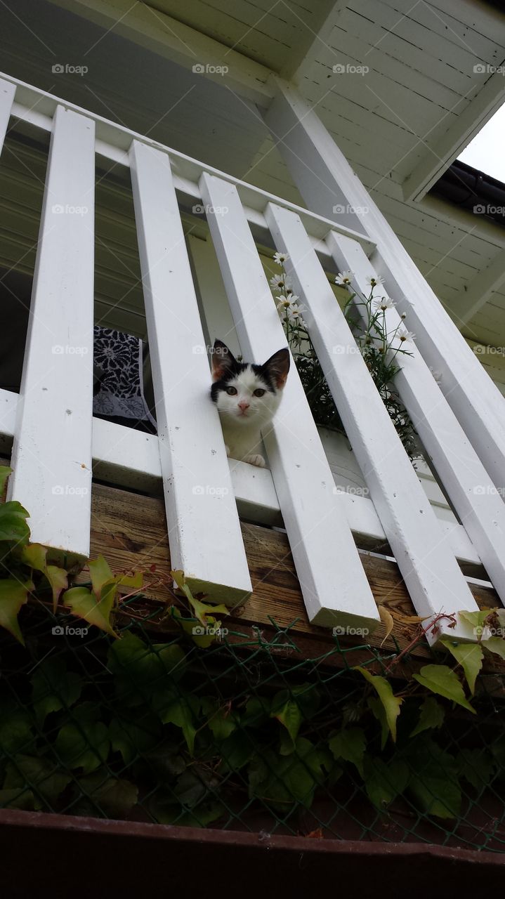 curious. When my little  cat Greta was outdoors 
on her first time.