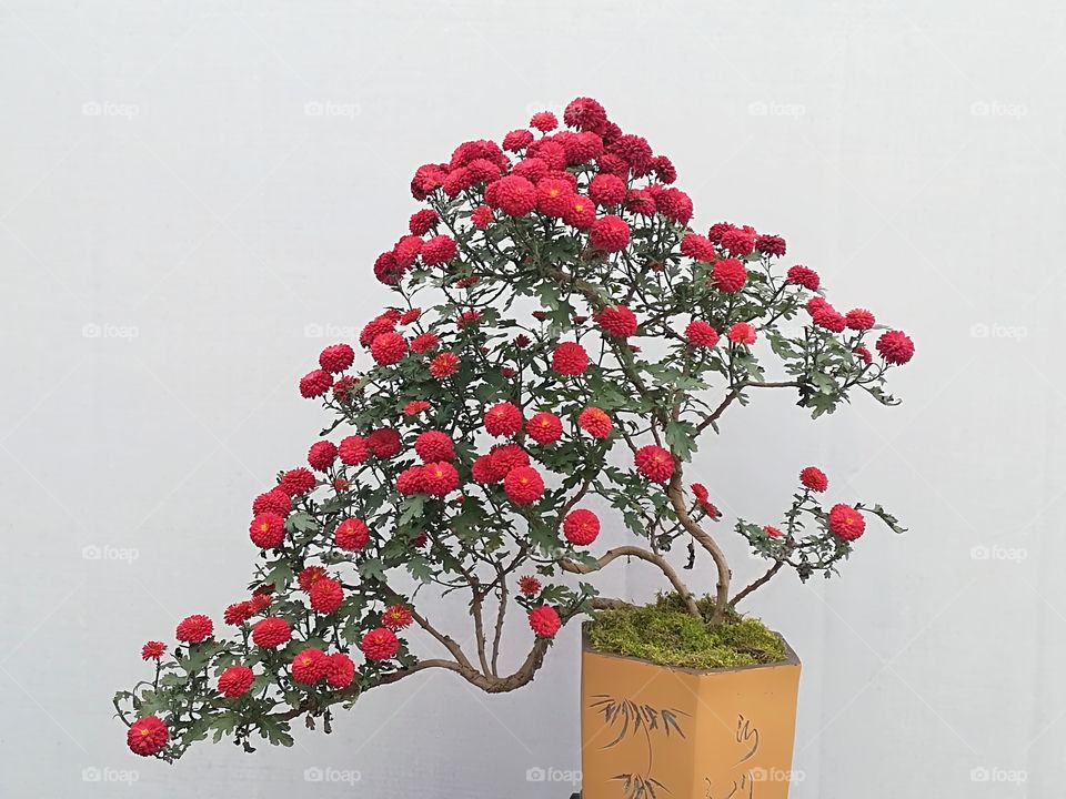 No Person, Nature, Leaf, Branch, Tree