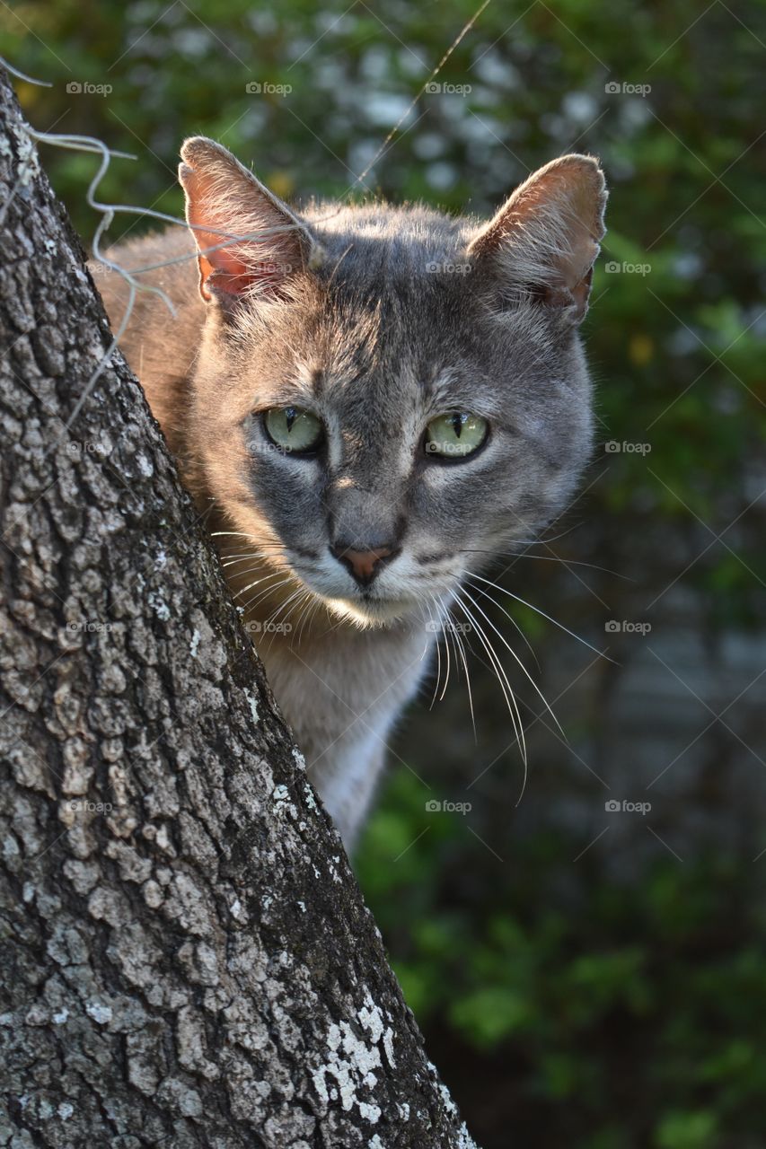 Cat in a Tree