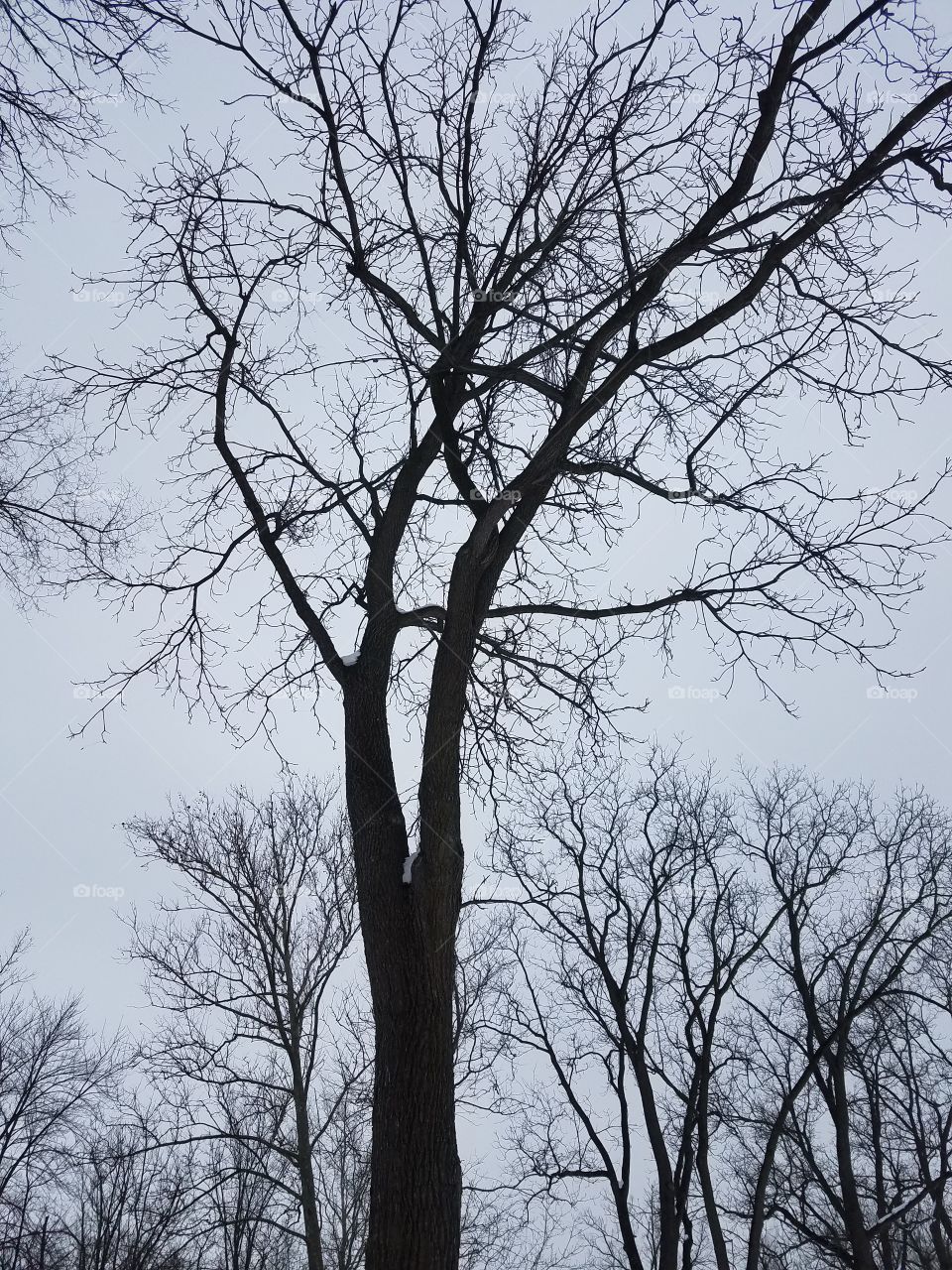 tree