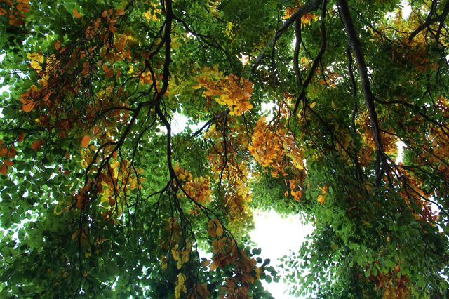 Low angle view of trees in autumn