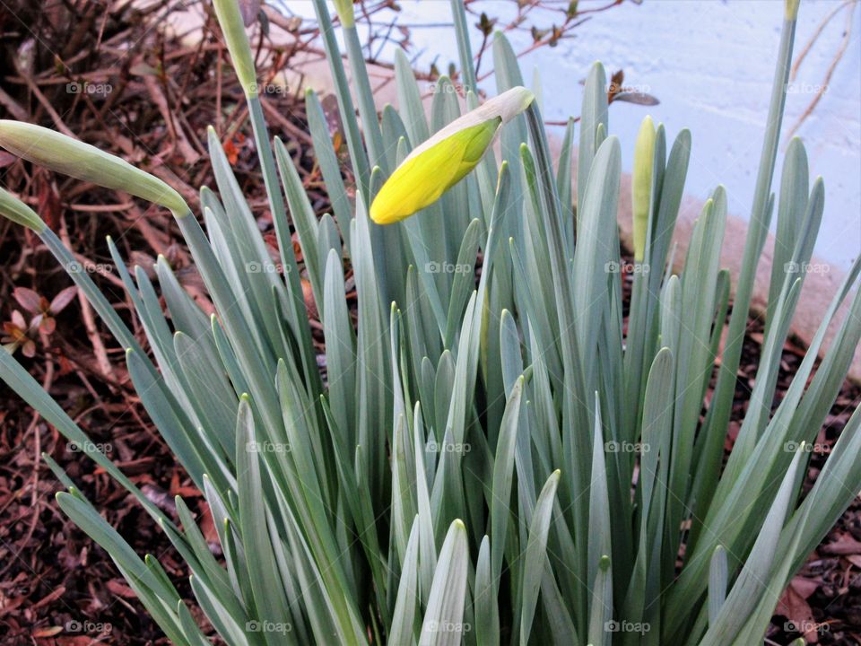 daffodil about to bloom