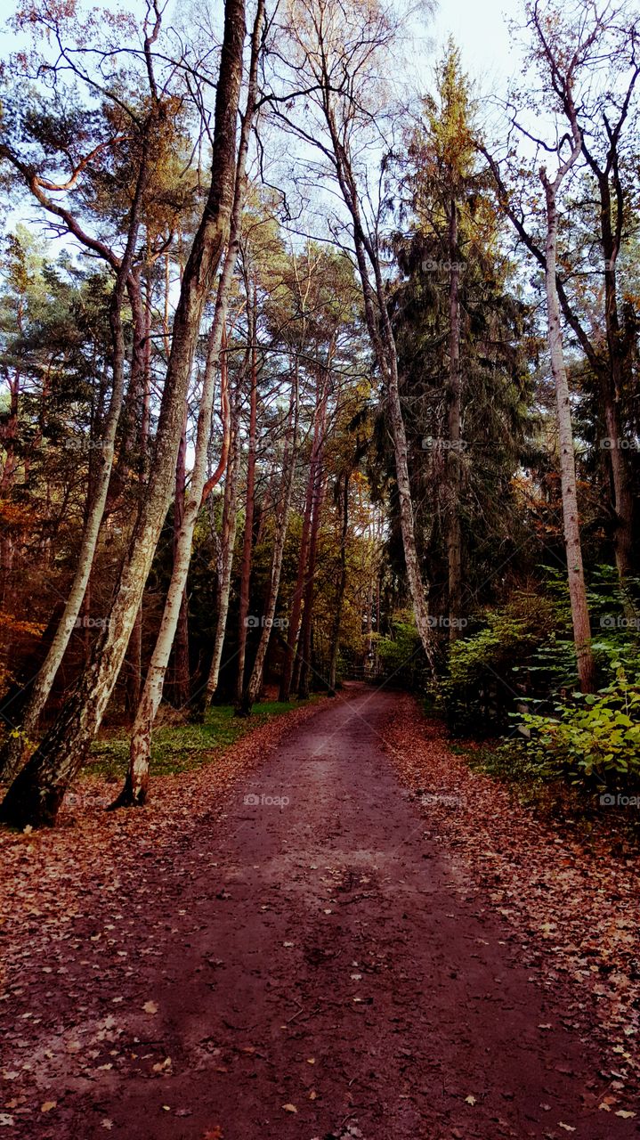 Forest road.