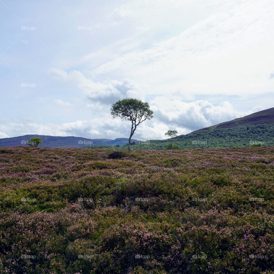 Lonesome tree 