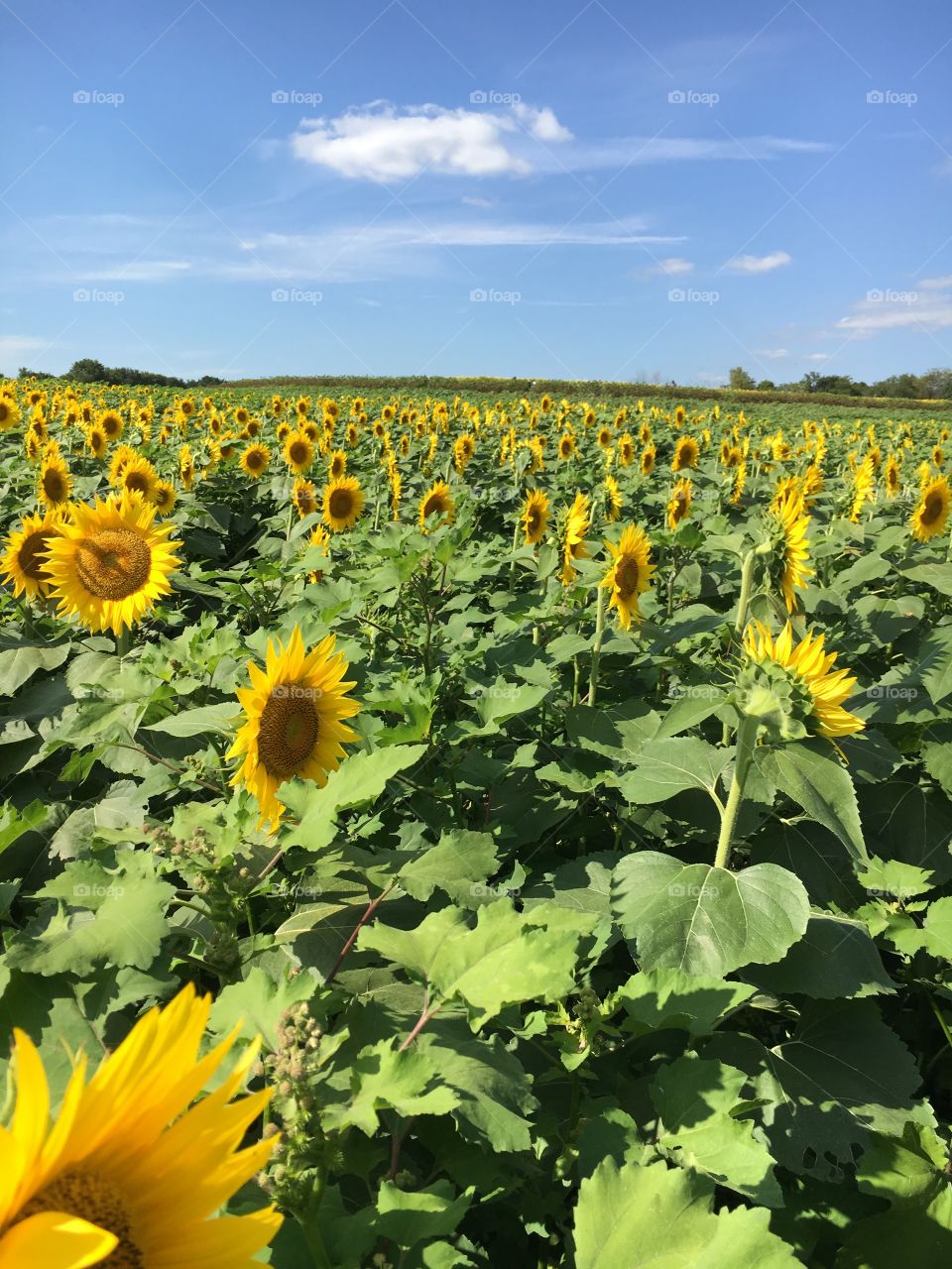 Sunflower Countryside 