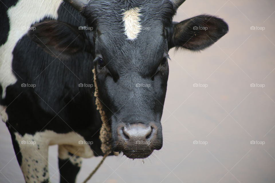 A cow drinking from a stream in Uganda.