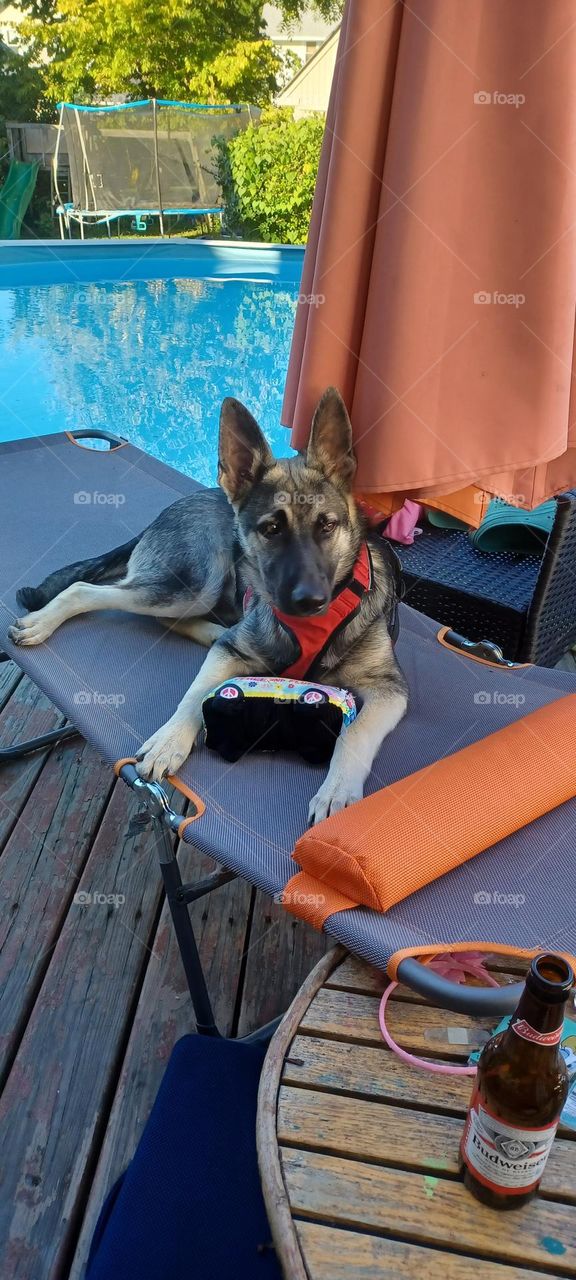 Nytro, German shepherd, age 8 months, chilling out relaxing in style poolside; with his retro Volkswagen bus chew toy. Lawn chair life looks comfy. 