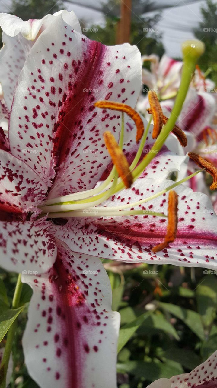 freckled lily