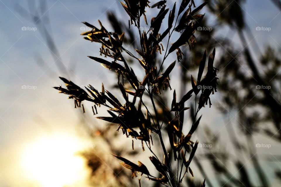 Tall grass in the sunset