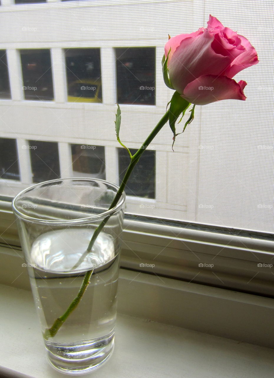 Flower, No Person, Still Life, Vase, Romance