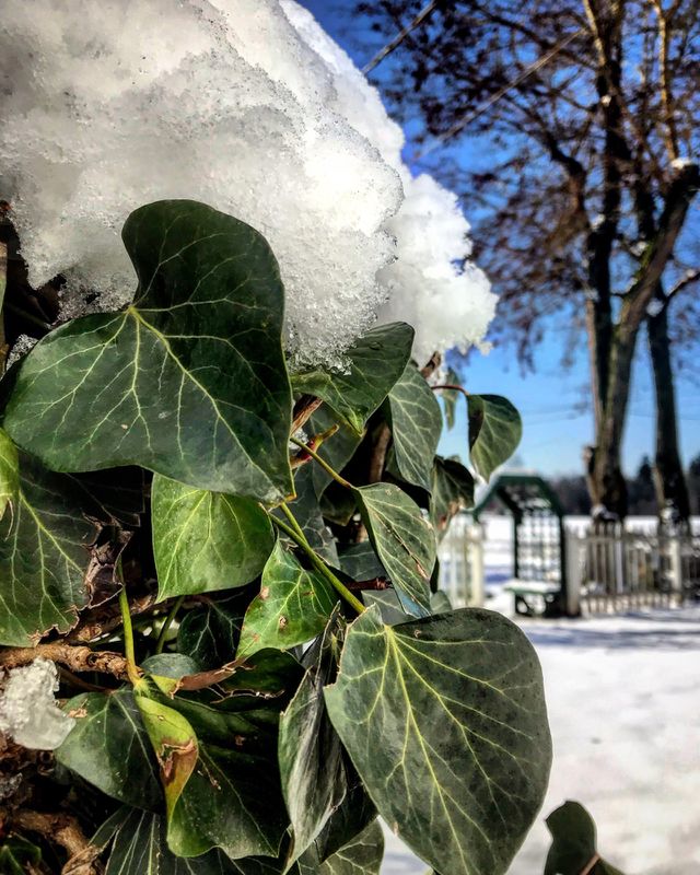 Ivy, snow, farmland 
