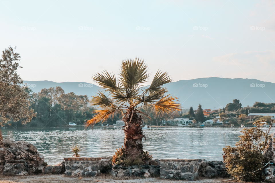 Palm tree and the sea