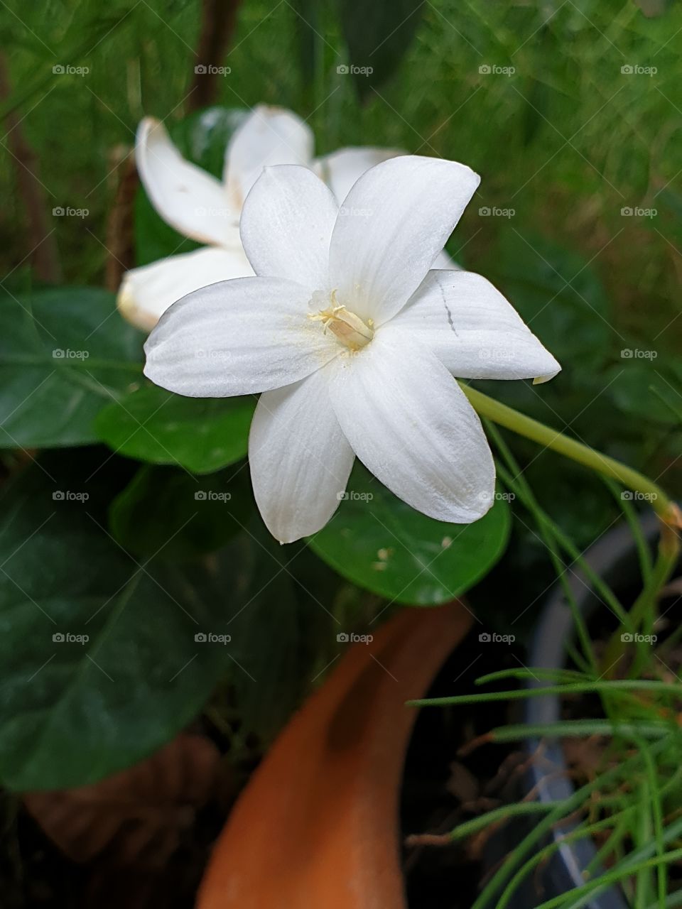 beautiful flowers in my garden