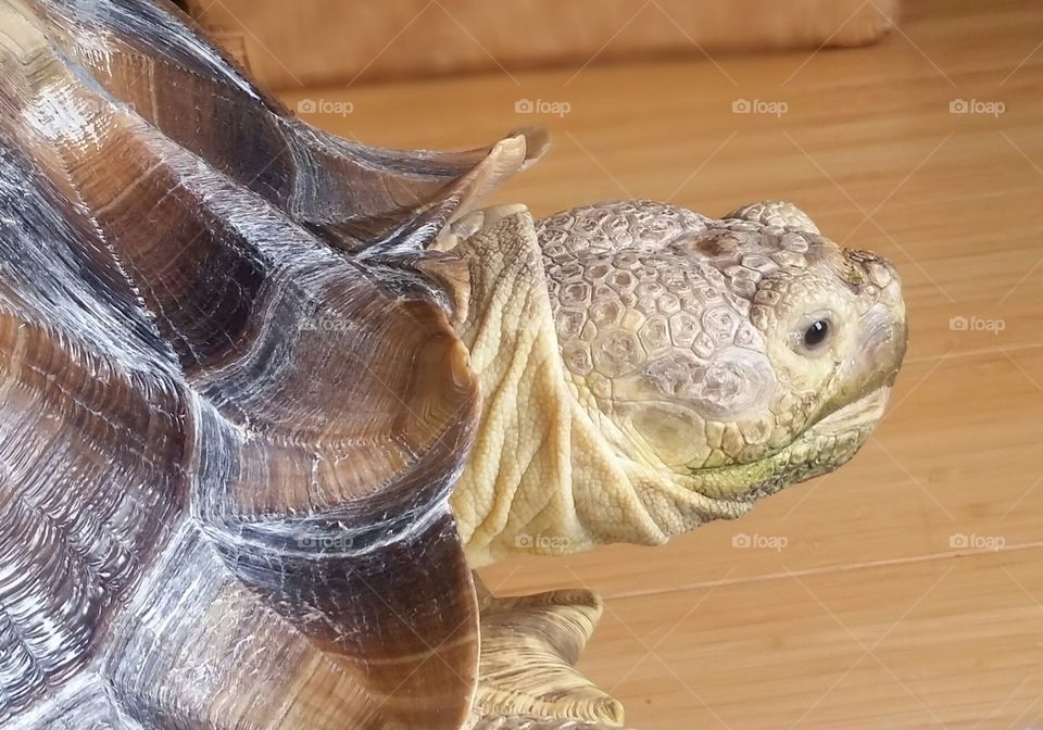 Tortoise pose 3