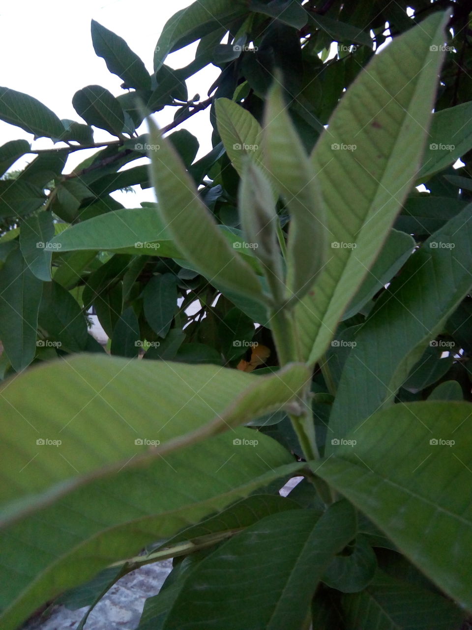 beautiful new leafs of guava tree