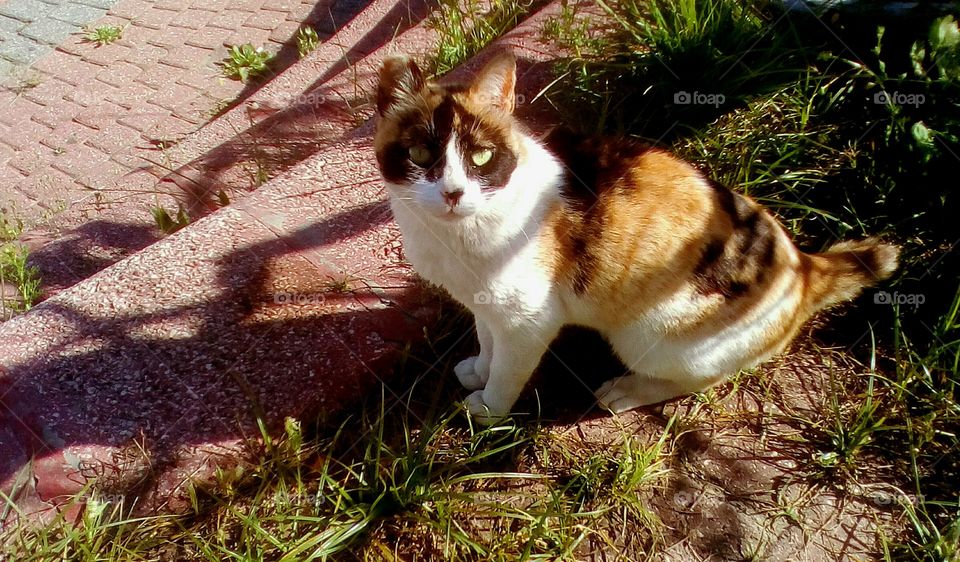 Beautiful motley furry adorable cat sit
in wild garden and looks with gorgeus 
eyes #closeup#reflection#sunny day#