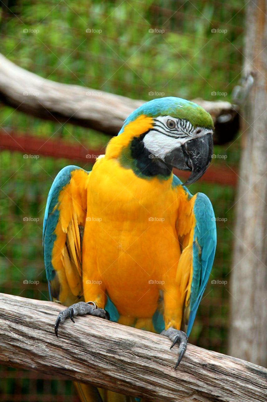 perroquet au zoo
