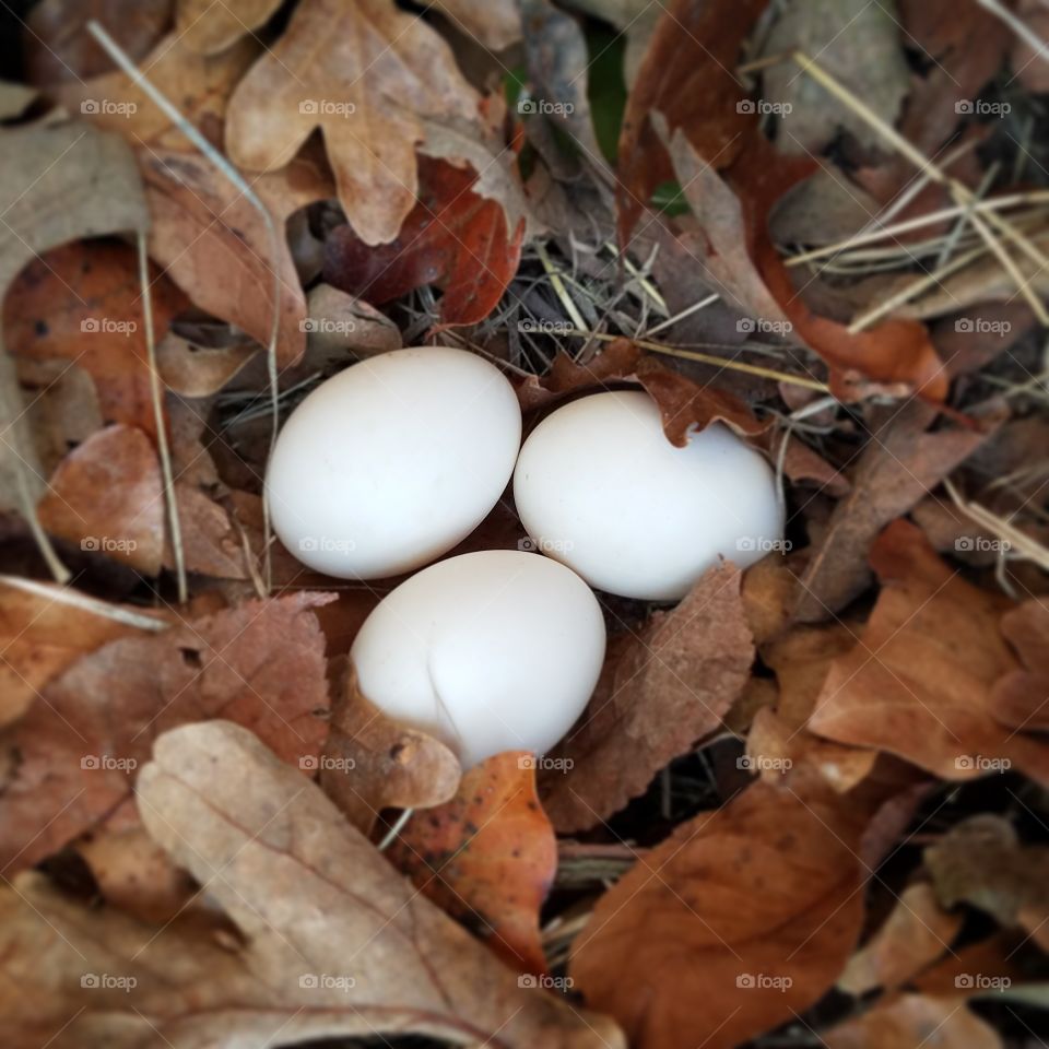 duck eggs