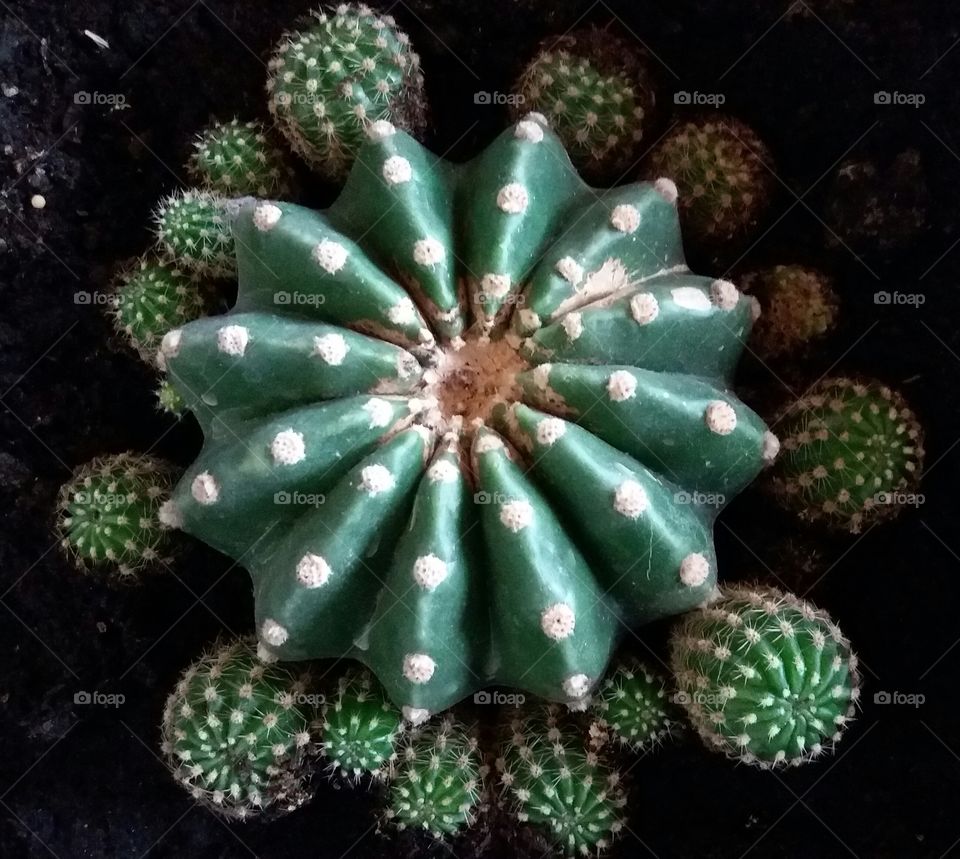 cactus