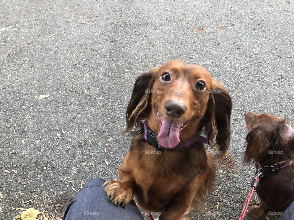 Happy Dachshund