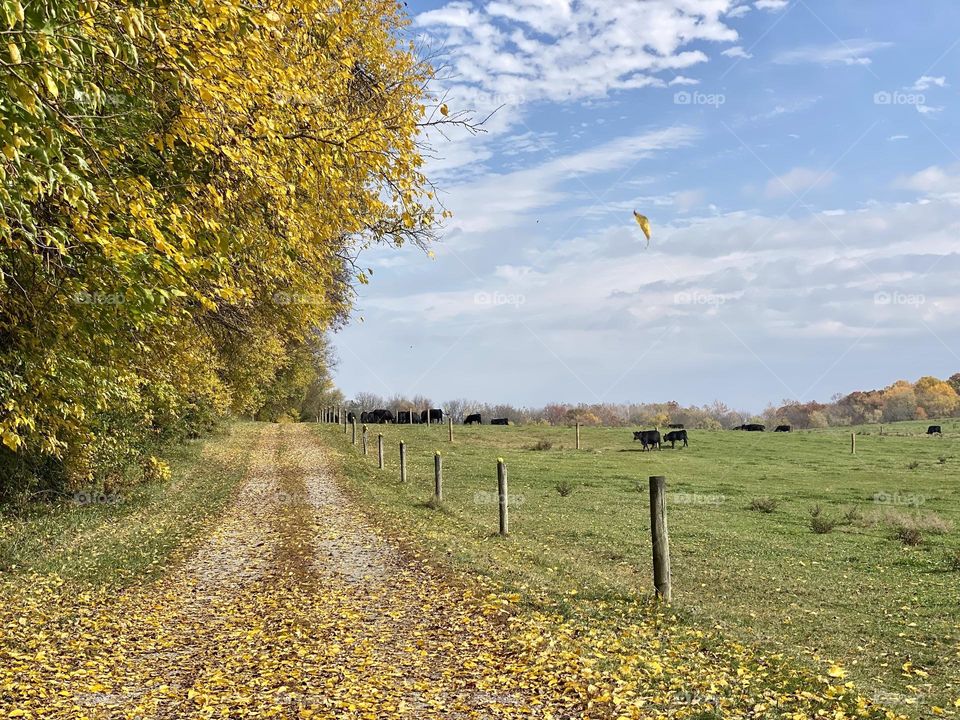 A farm road covered in leaves next to a cow field