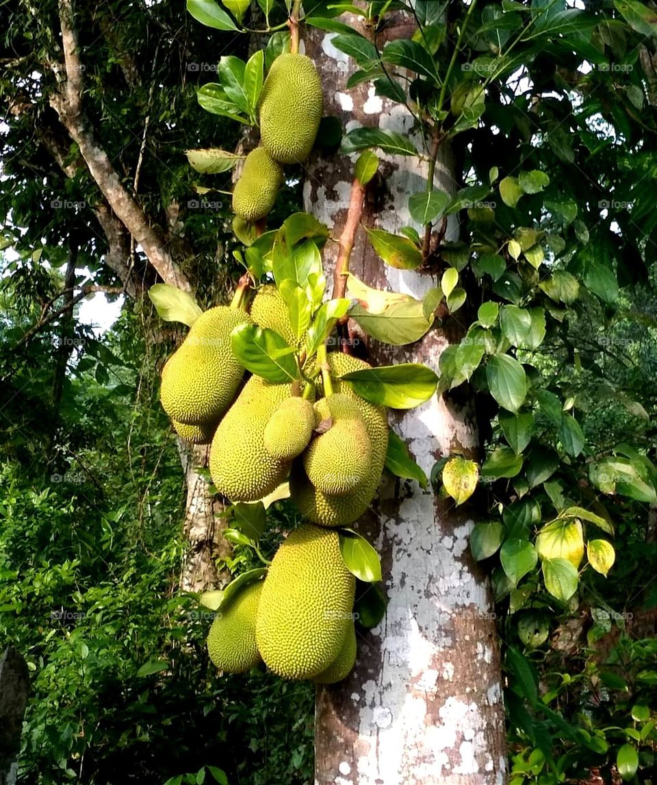 Jackfruit