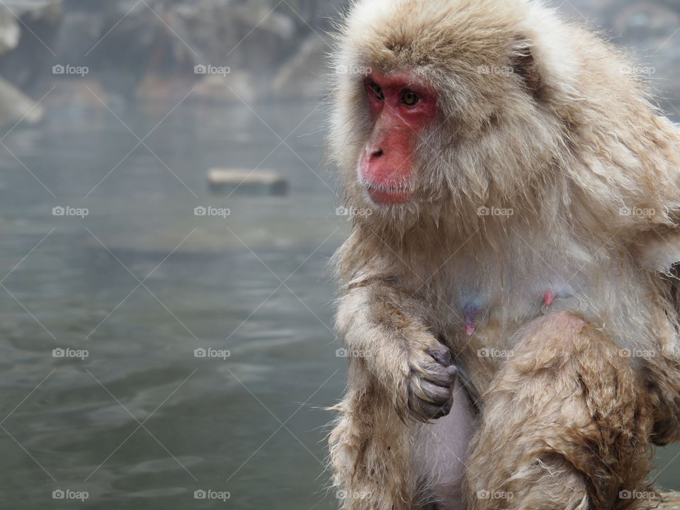 Snow monkey