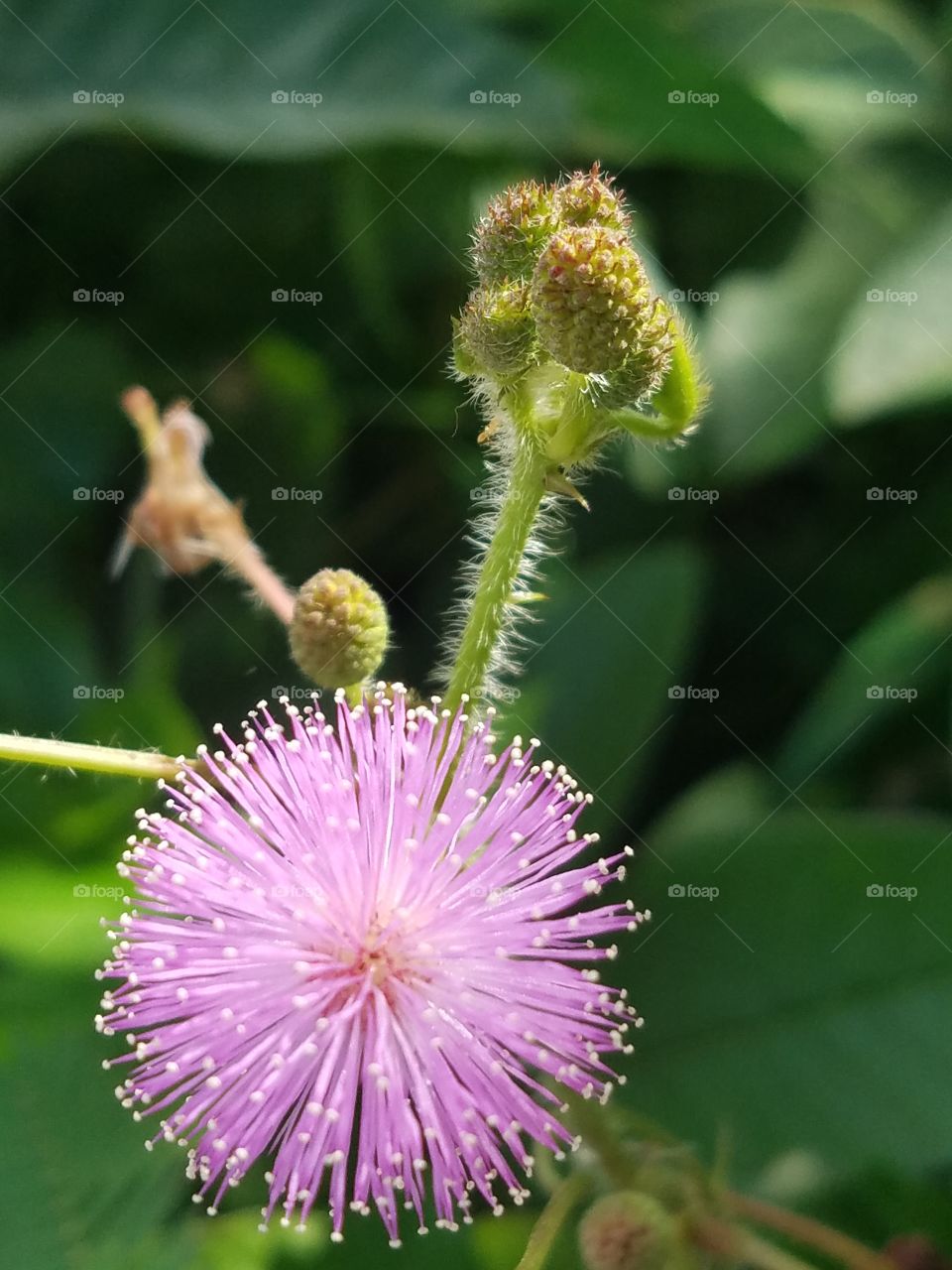 Mimosa Plant Flower
