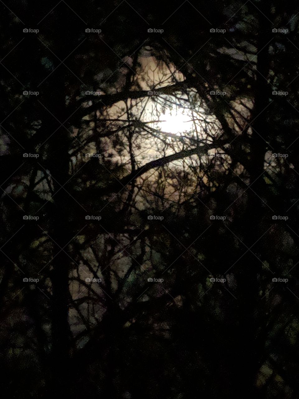 moon in the trees